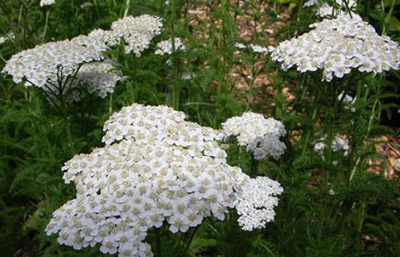 achillea_millefolium