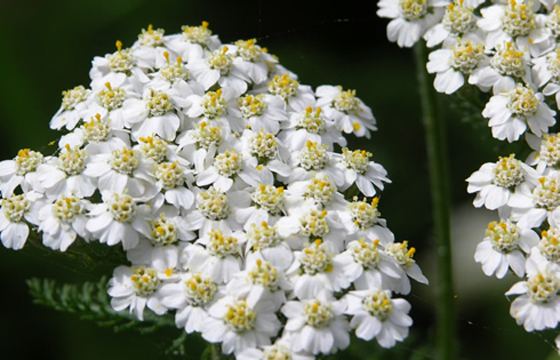 achillea_millefolium_flowers