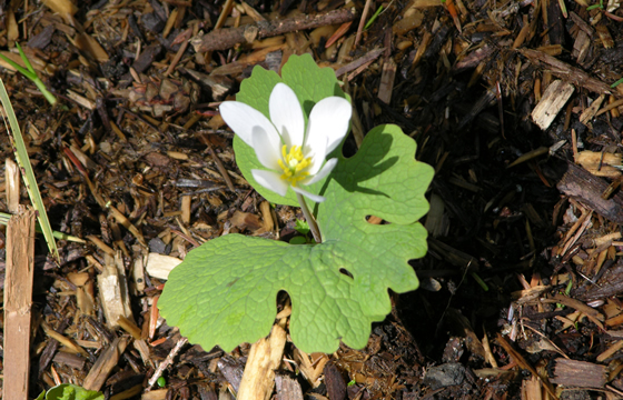 bloodroot flower