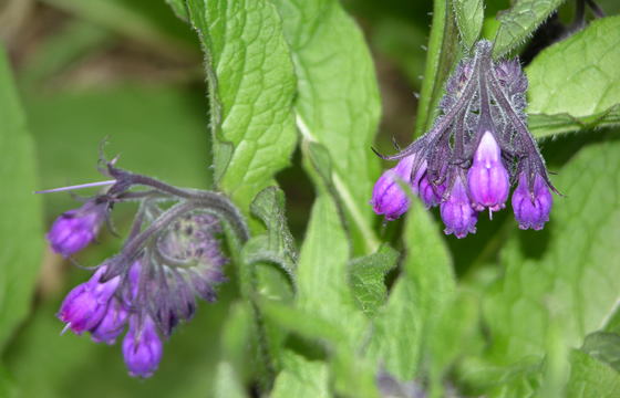 comfrey in flower