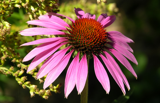 purple coneflower