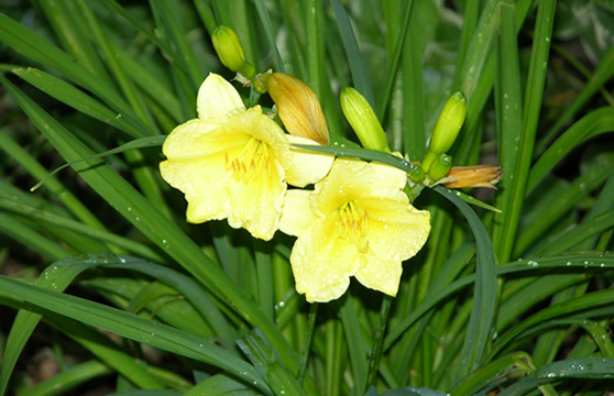 evening primrose