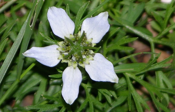 nigella sativa flower