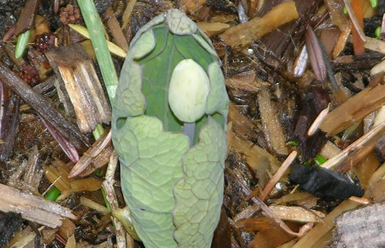 bloodroot flower