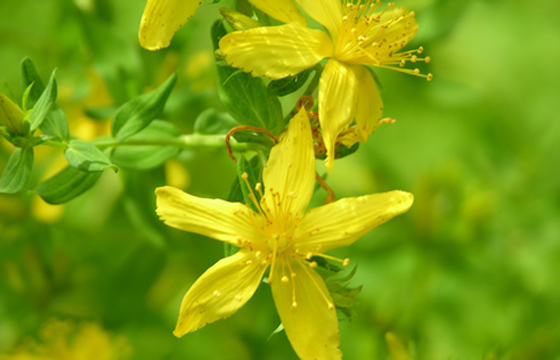 stjohns_wort